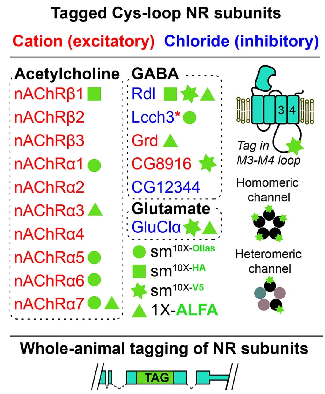 Open access visualization of Illustration, Workflow, Cys-loop Superfamily, NR Subunits, Epitope Tag