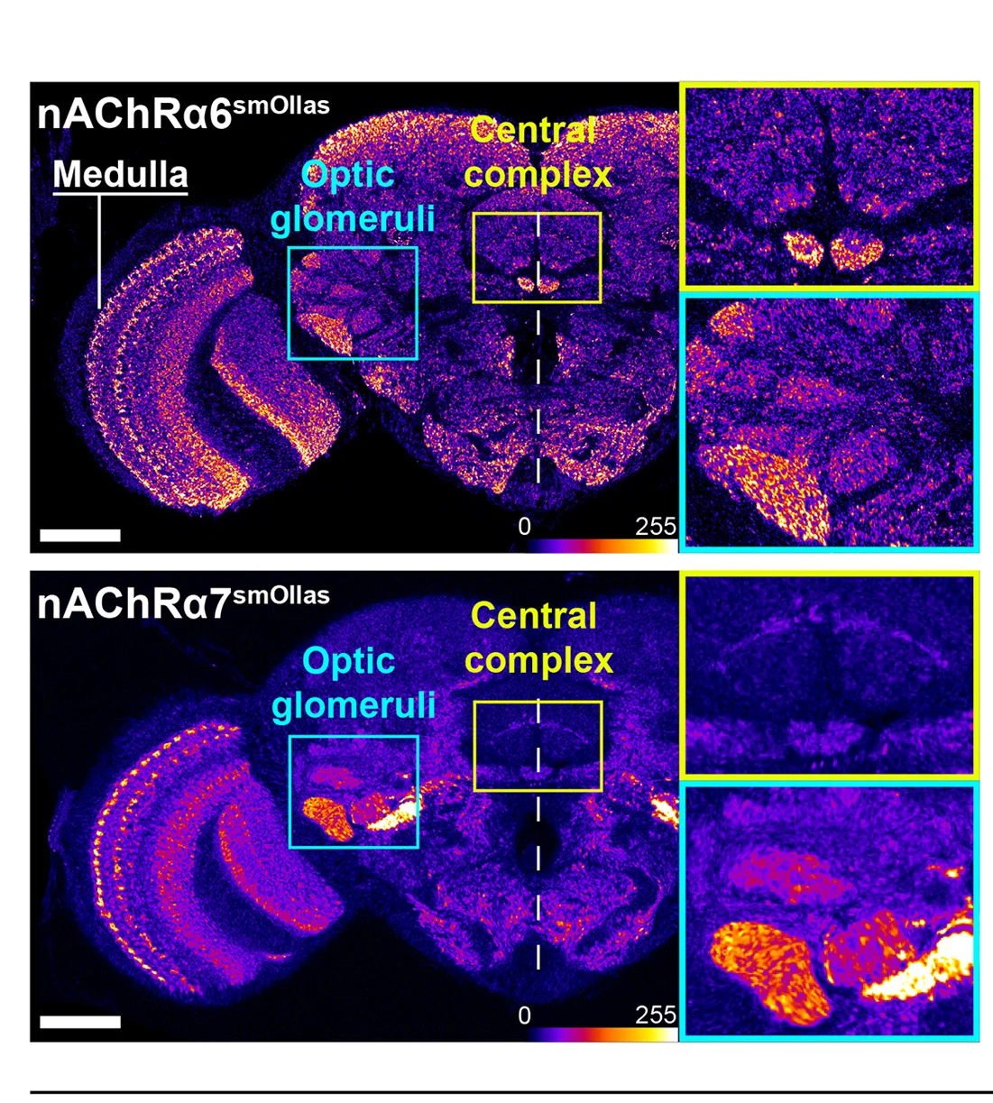 Open access visualization of Microscopy, NR Subunits, nAChRalpha6, nAChRalpha7, Brain
