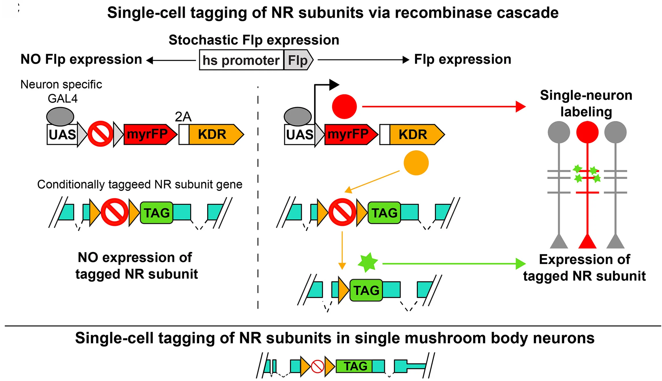 Open access visualization of Workflow, Flowchart, Illustration, Conditional Tagging, NR Subunits