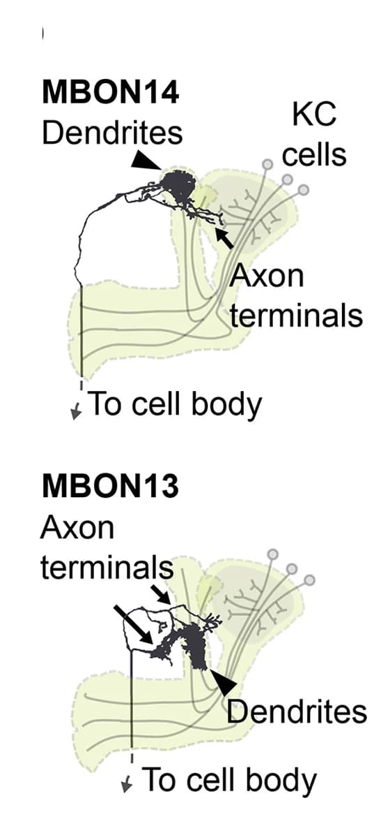 Open access visualization of Illustration, Workflow, NR Subunits, Neurons, MBONs