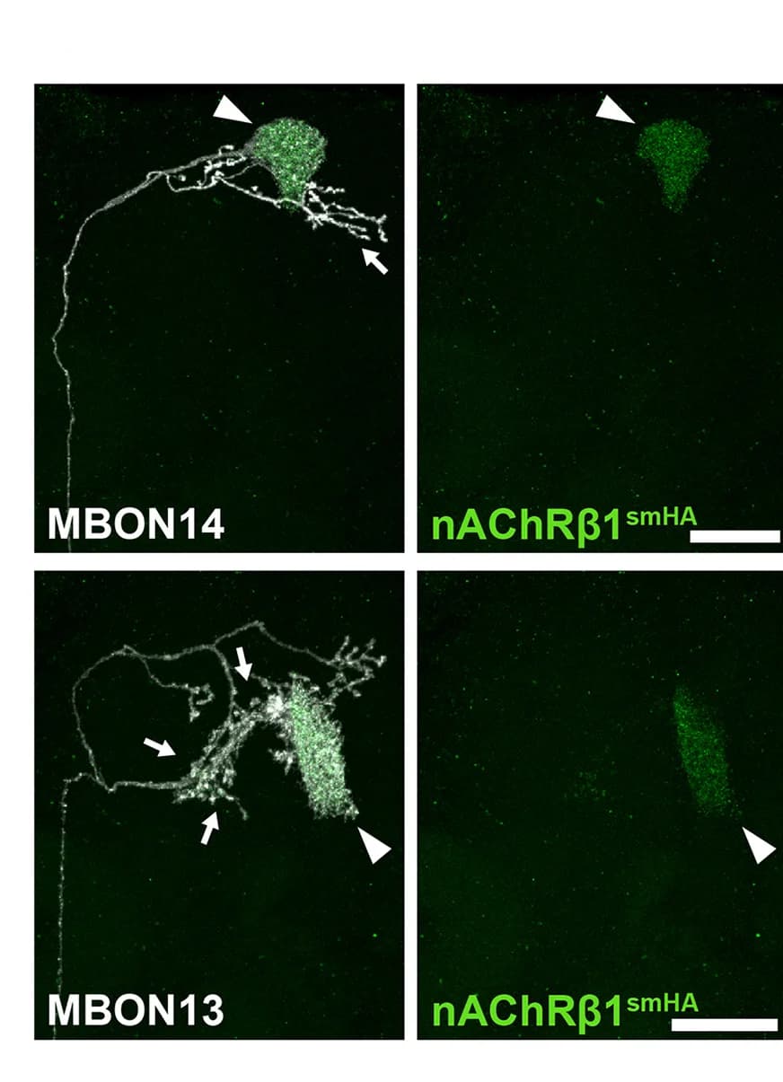 Open access visualization of Microscopy, nAChRbeta1-smHA, MBON14, MBON13, Dendrites