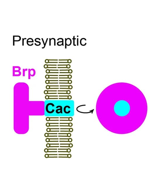 Open access visualization of Illustration, Synaptic Active Zone, Brp, Cacophony, Calcium Channel