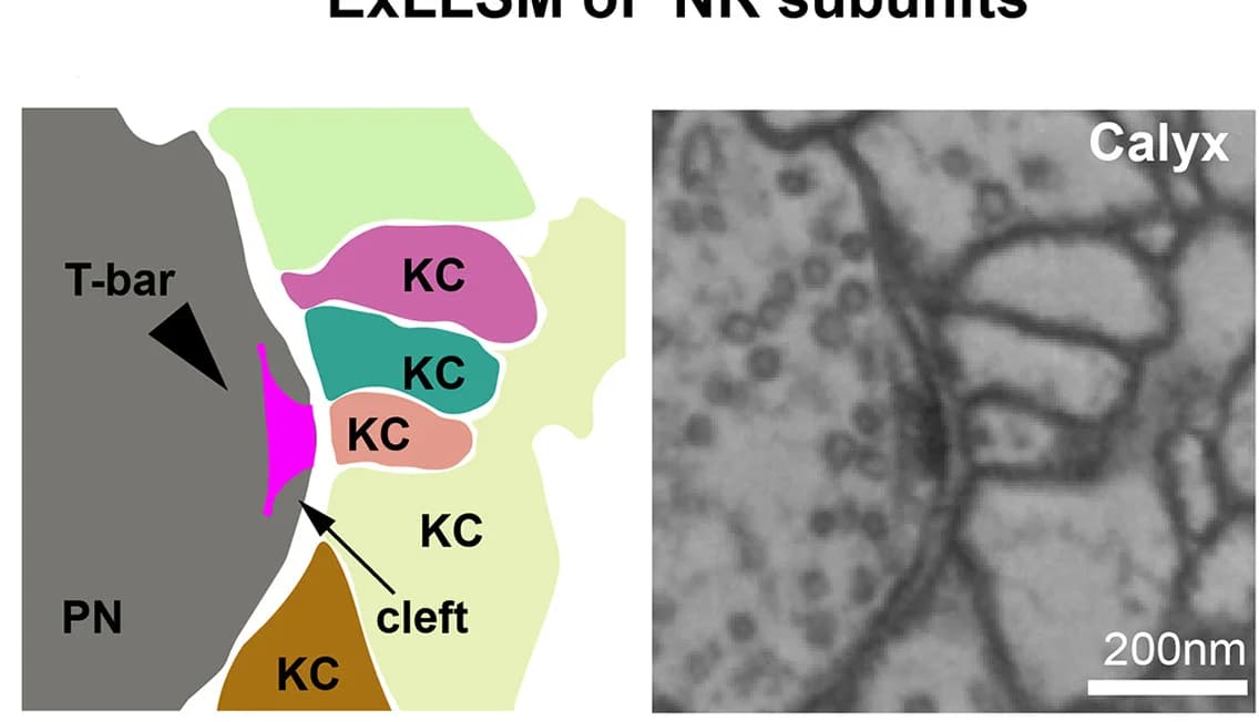 Open access visualization of Microscopy, Illustration, EM, Synapse, Projection Neurons