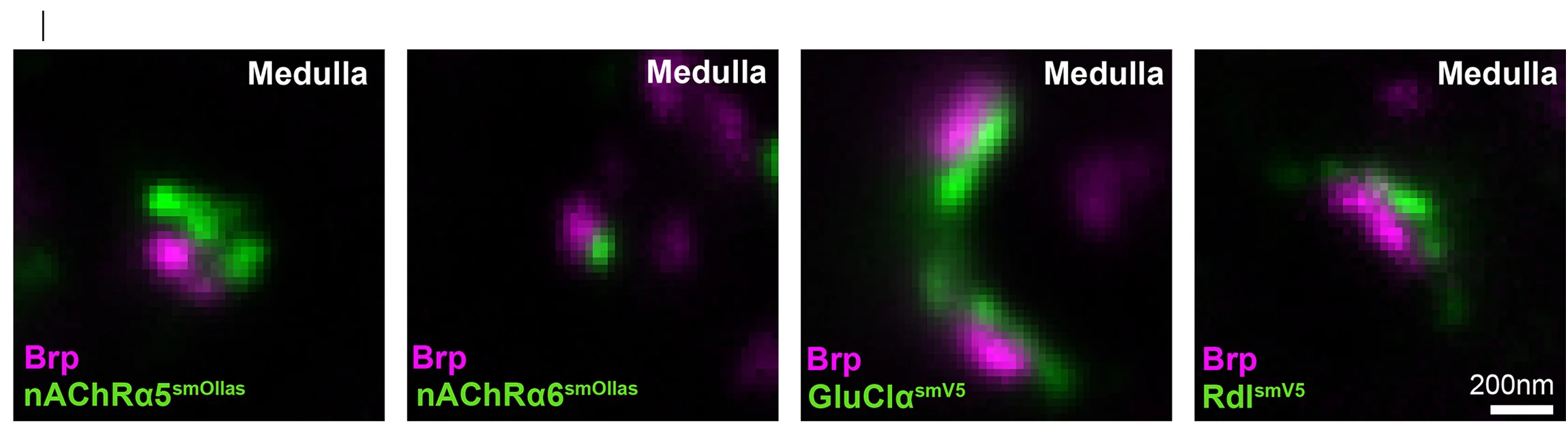 Open access visualization of Microscopy, Active Zones, NR Subunits, Synapses, Medulla Neuropil