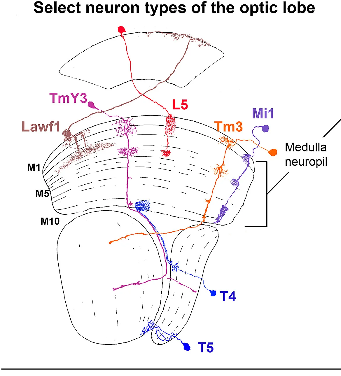 Open access visualization of Illustration, Workflow, Neuron Types, Fly Optic Lobe, Medulla Neuropil Layers