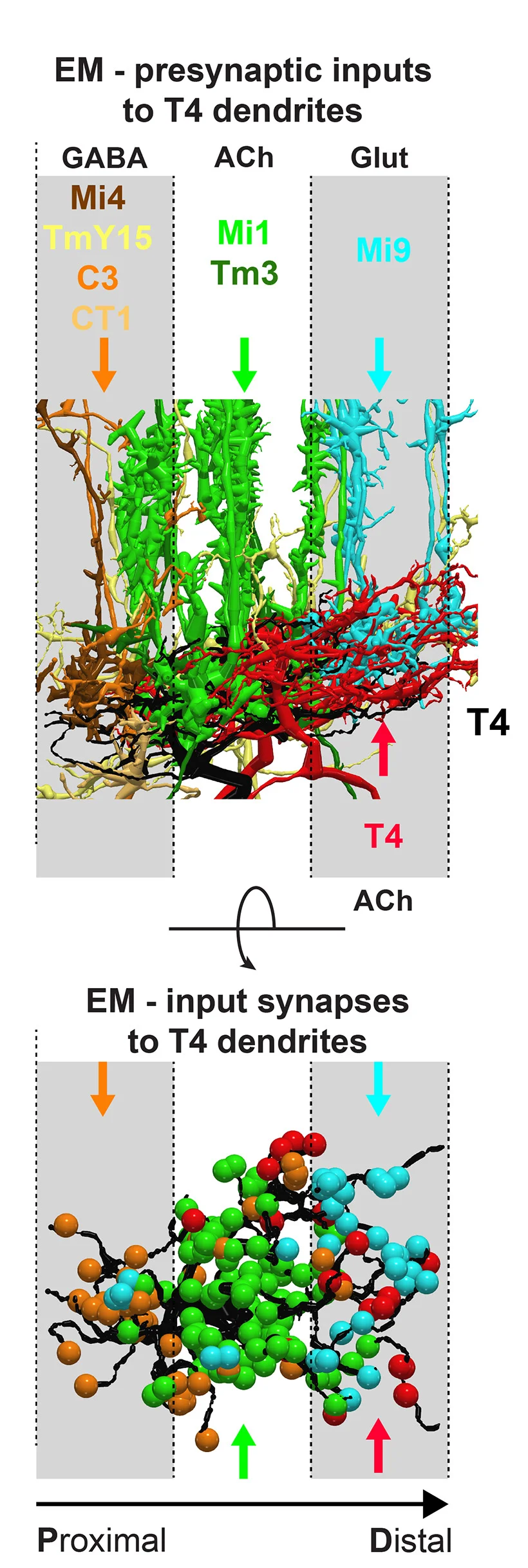 Open access visualization of Illustration, Workflow, EM Reconstruction, Presynaptic Inputs, T4 Dendrites
