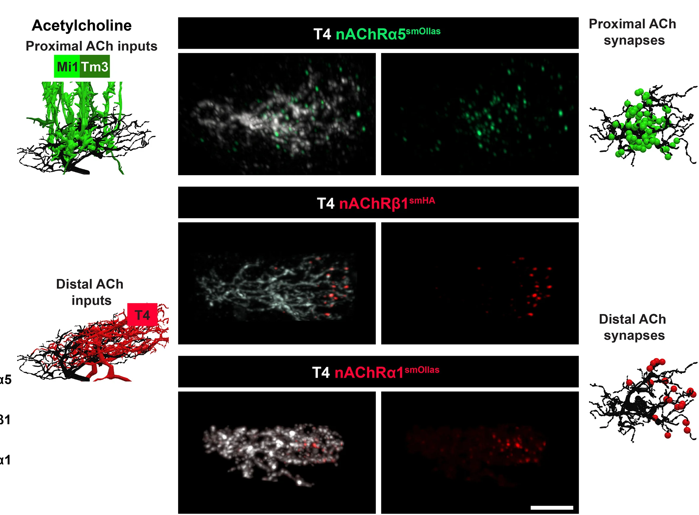 Open access visualization of Microscopy, Photo, NR Subunits, T4 Neurons, EM Reconstruction