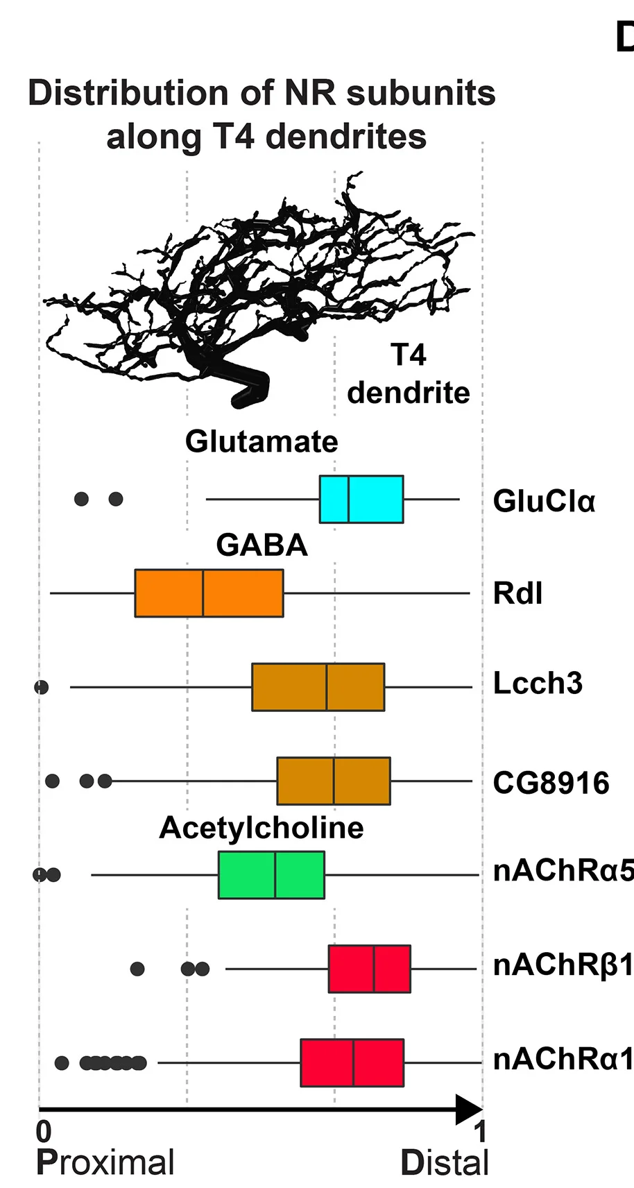 Open access visualization of Box Plot, Scatter Plot, NR Subunit Expression, T4 Dendrites, Quantification