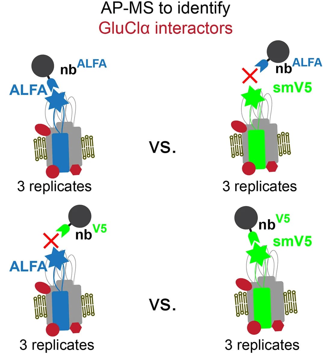Open access visualization of Illustration, Workflow, AP-MS Experiment, GluCl Interactors, Tagged Proteins