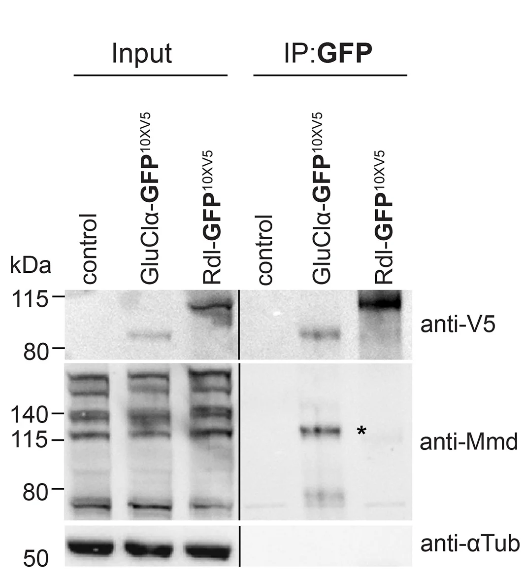 Open access visualization of Gel, Mmd, GluCl Complex, Immunoprecipitation, Fly Heads