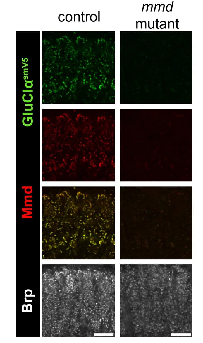 Open access visualization of Microscopy, GluCl-smV5 Staining, mmd Mutant, Scale Bars