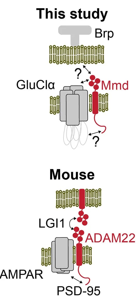 Open access visualization of Illustration, Models, Synaptic Complex, ADAM22, Mmd