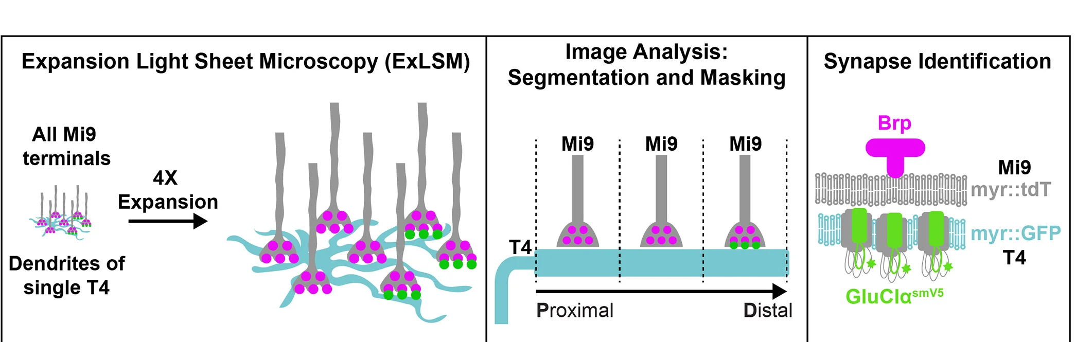 Open access visualization of Workflow, Illustration, Synapses, Neurons, ExLSM