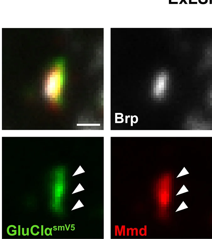 Open access visualization of Microscopy, GluCla, Mmd, Multicontact synapses, Postsynaptic sites