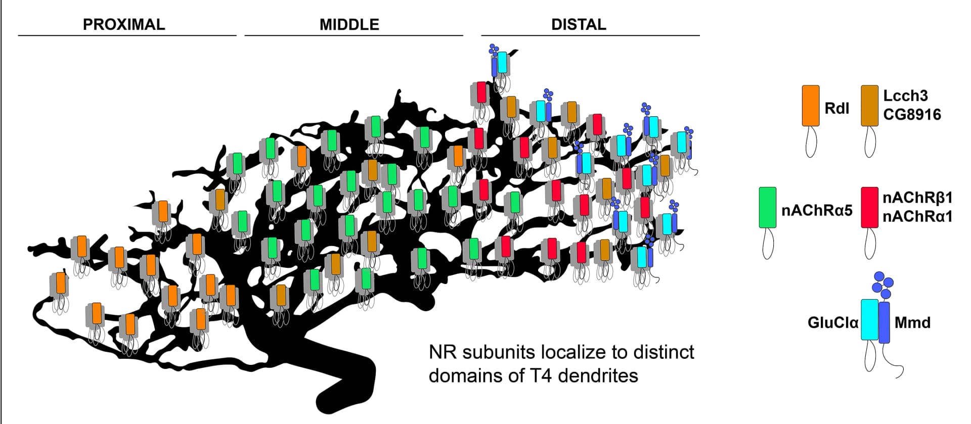 Open access visualization of Illustration, NR Subunits, T4 Dendrites, GABAergic Neurons, Cholinergic Neurons