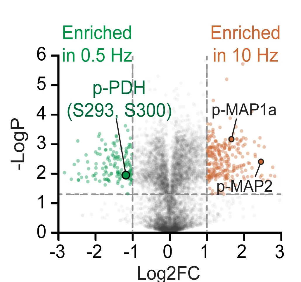 Open access visualization of Volcano Plot, Scatter Plot, Phosphopeptide Quantification, pPDH, Tandem Mass Tag