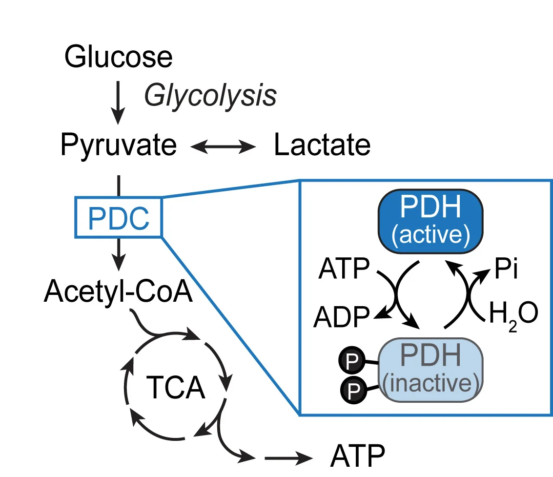 Open access visualization of Workflow, Flowchart, Illustration, Glucose Metabolism, pPDH