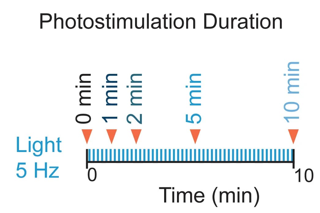 Open access visualization of Line Plot, Line Step, Photostimulation, pPDH, Cortical Neurons