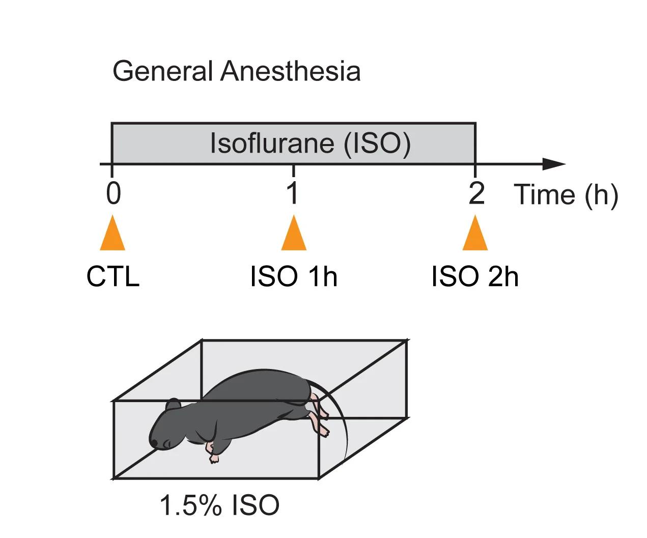 Open access visualization of Workflow, Illustration, General Anesthesia, Isoflurane, Immunohistochemistry