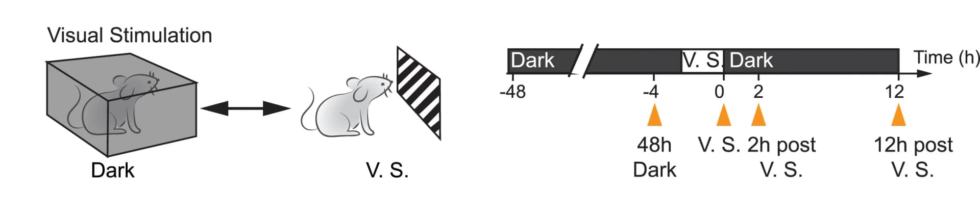 Open access visualization of Workflow, Illustration, Visual Stimulation Paradigm, Dark Exposure, Visual Stimuli