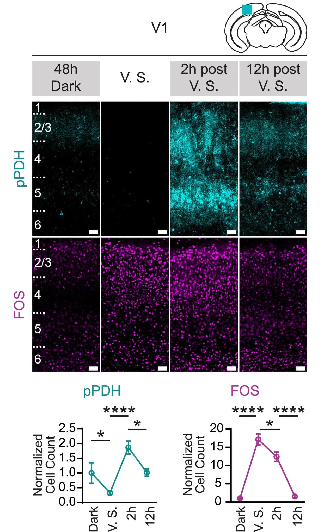 Open access visualization of Line Plot, Error Bars, Microscopy, pPDH Staining, FOS Staining