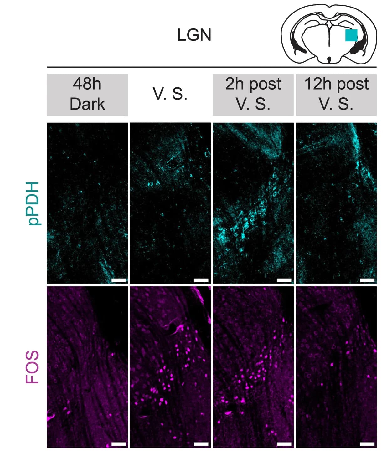 Open access visualization of Microscopy, pPDH Staining, FOS Staining, Lateral Geniculate Nucleus, Representative Images