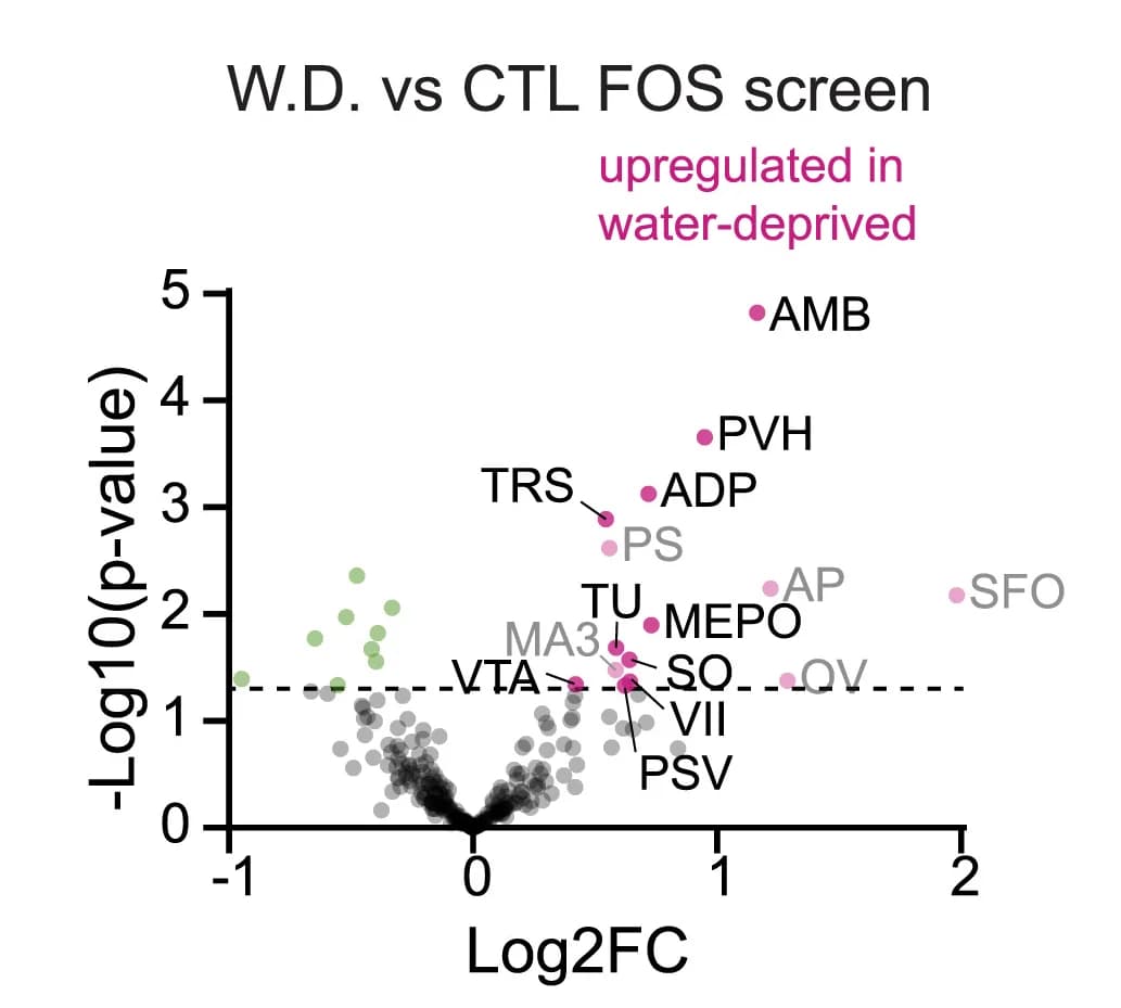 Open access visualization of Volcano Plot, Scatter Plot, FOS Staining, Water Deprivation, Brain Regions
