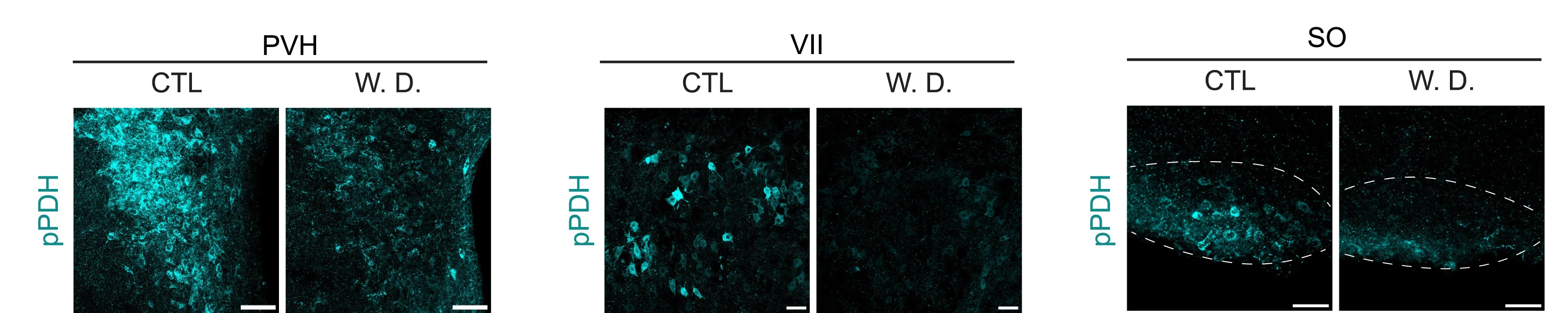 Open access visualization of Microscopy, pPDH Staining, Brain Regions, Representative Images, Nucleus Ambiguous