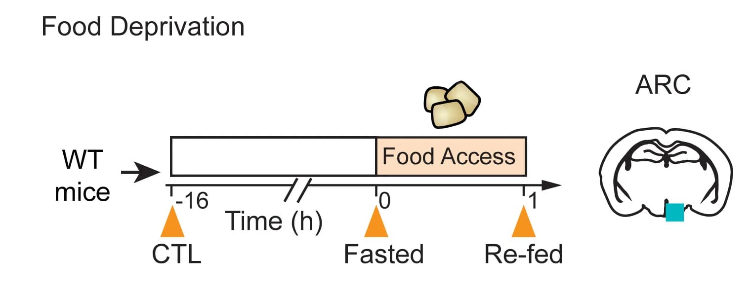 Open access visualization of Workflow, Illustration, Fast-Refeeding Paradigm, Mice, Brain Samples