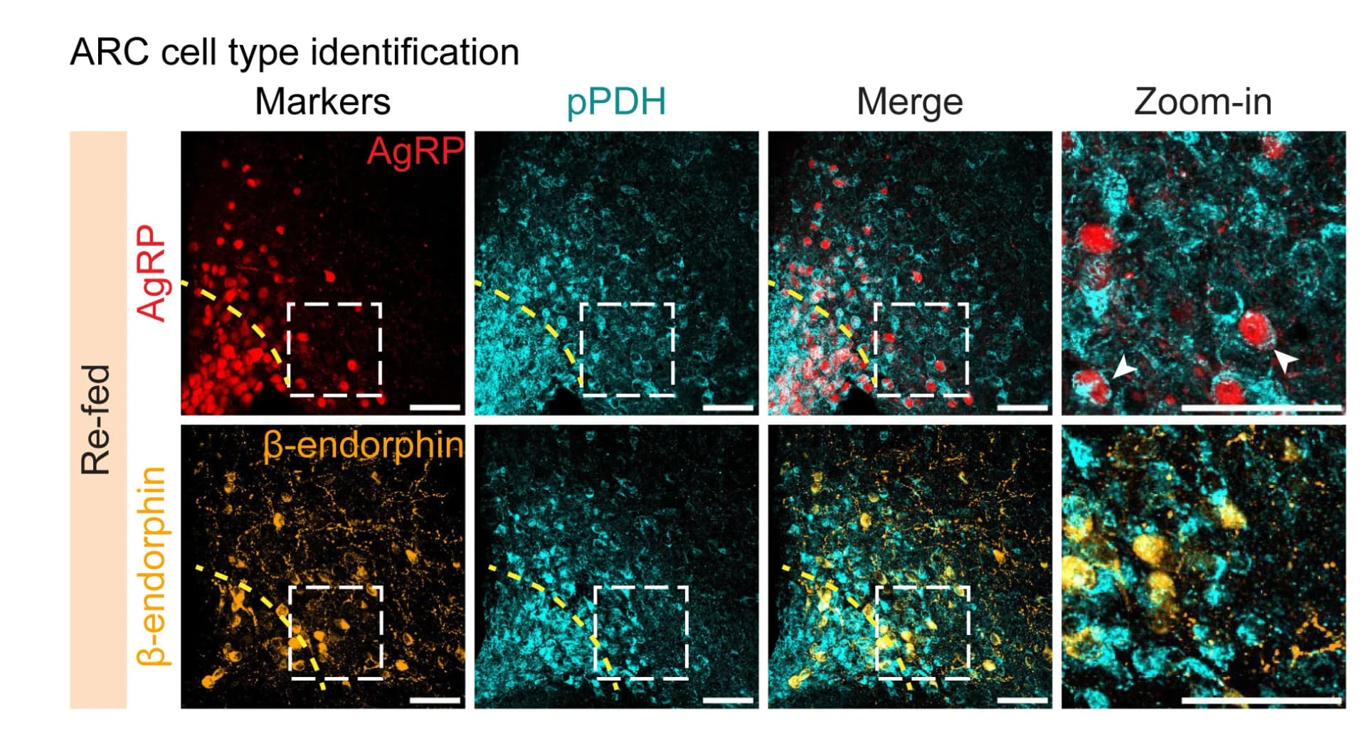 Open access visualization of Microscopy, pPDH Staining, Cell-Type Markers, AgRP, POMC