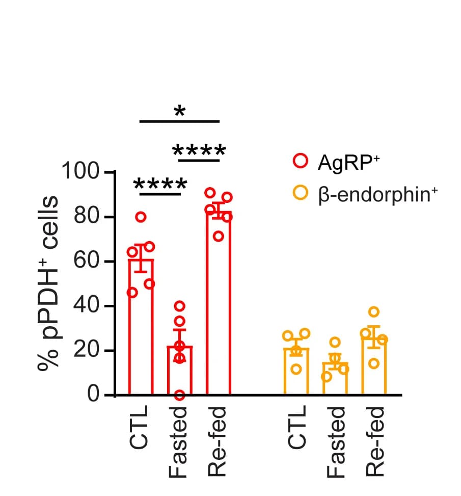 Open access visualization of Bar Plot, Error Bars, Scatter Plot, pPDH+ Cells, AgRP+ Cells