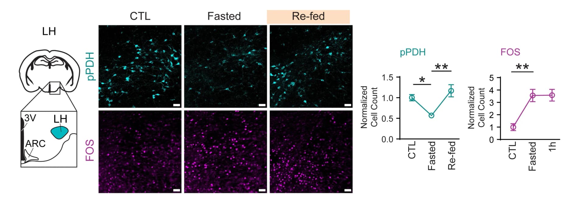Open access visualization of Line Plot, Error Bars, Microscopy, Illustration, pPDH Staining