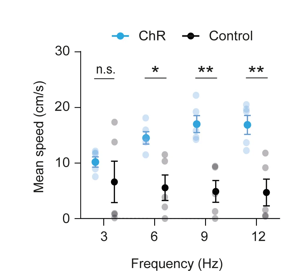 Open access visualization of Scatter Plot, Error Bars, Locomotor Speed, Stimulation Frequencies, MSDBglu-VTA:ChR Mice