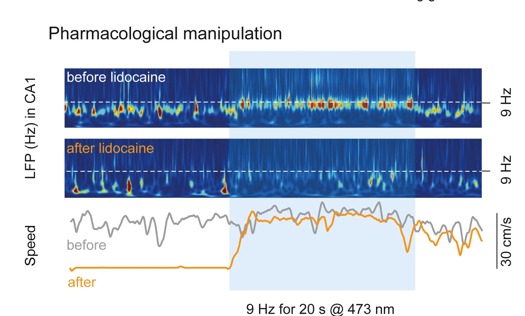Open access visualization of Line Plot, Spectrogram, CA1 LFP, Lidocaine Injection, MSDBglu-VTA Axons