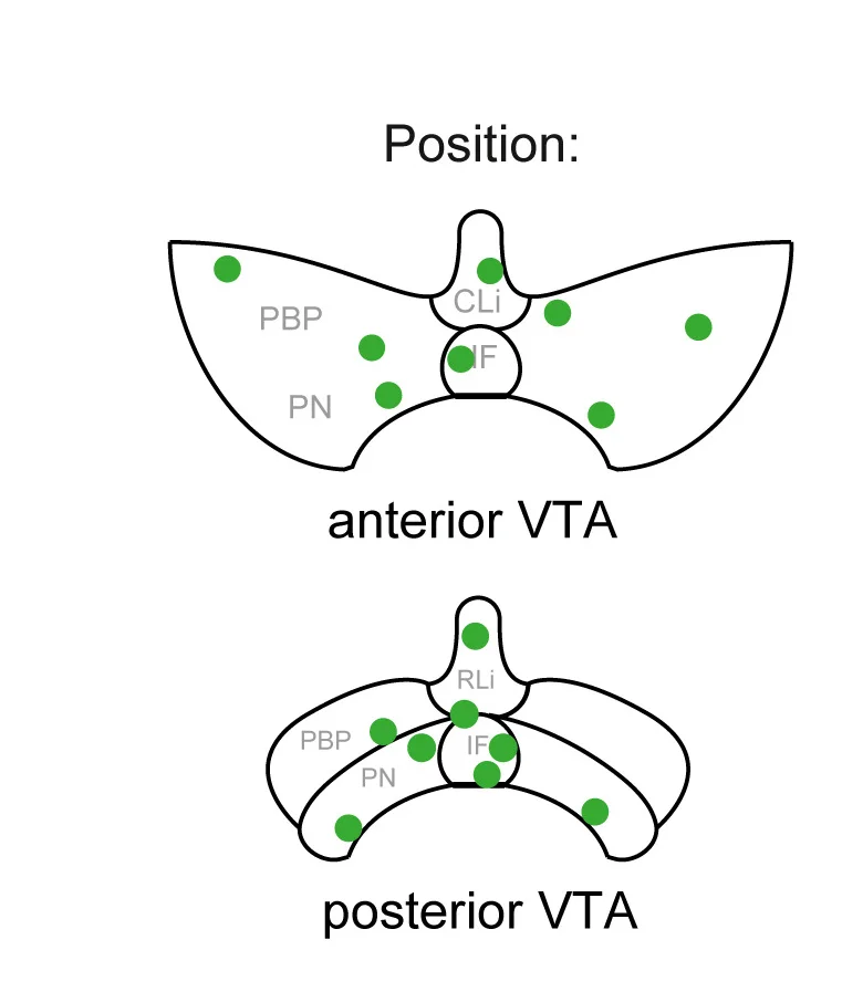 Open access visualization of Illustration, VTA Neurons, Monosynaptic MSDBgluinputs, Localization