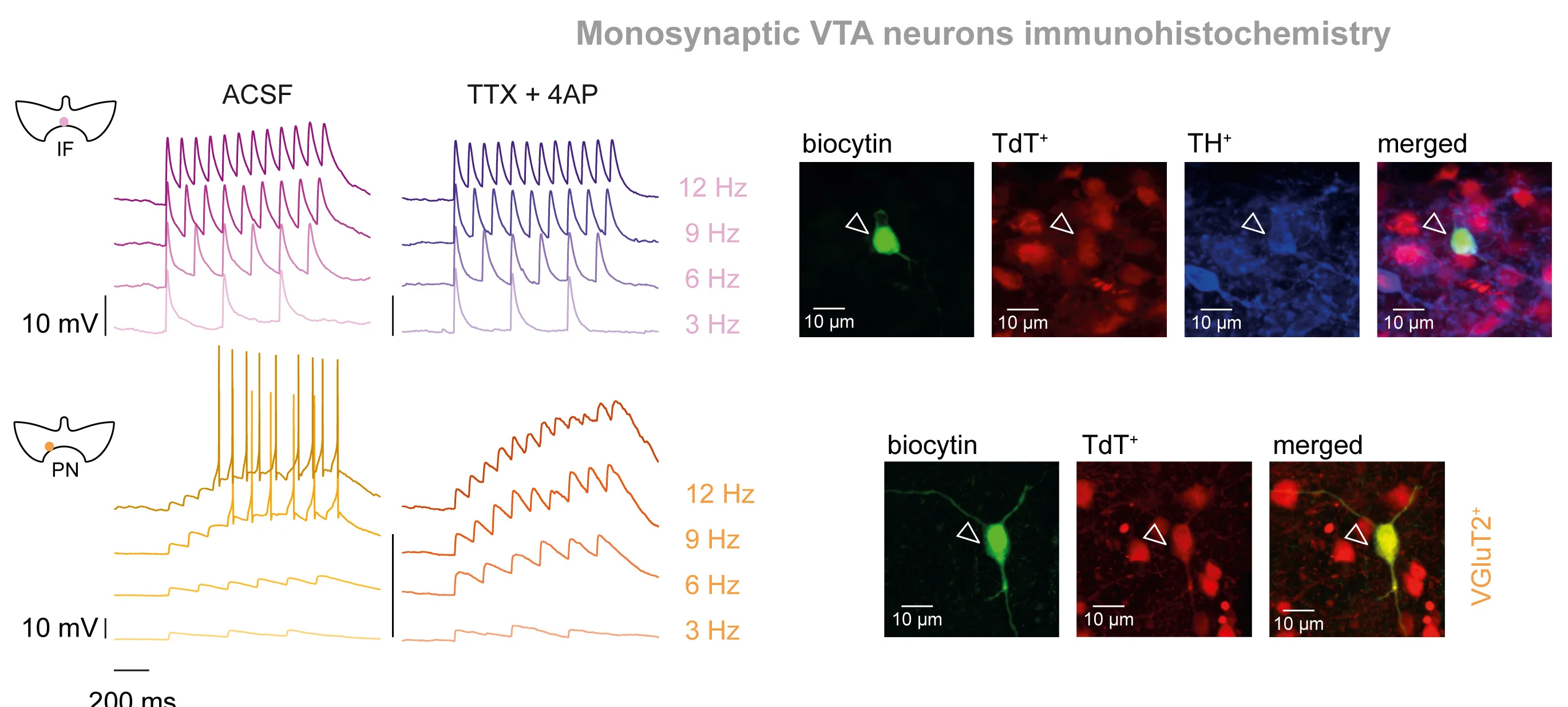 Open access visualization of Line Plot, Microscopy, VTA Neurons, Monosynaptic Inputs, MSDBgluaxons