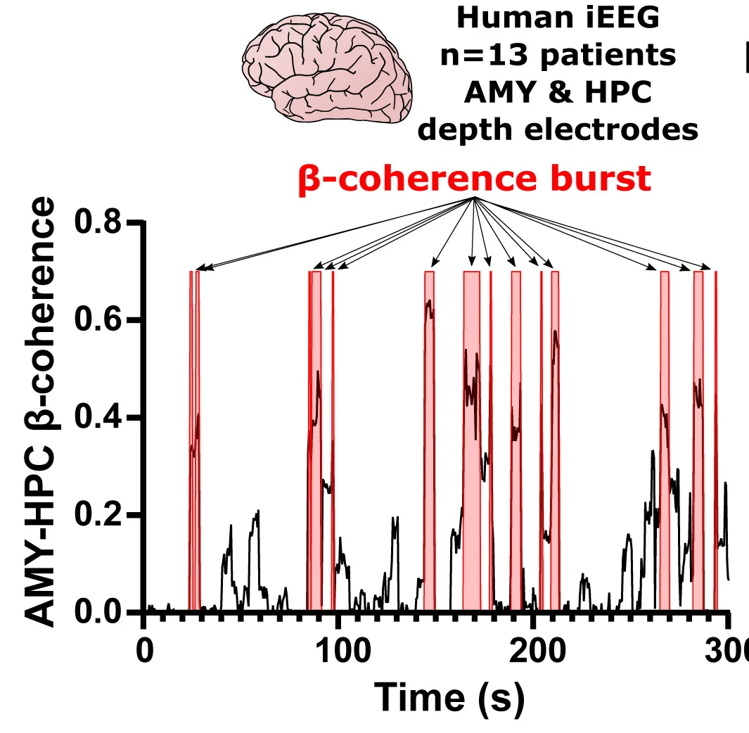 Open access visualization of Line Plot, AMY-HPC Beta-Coherence, iEEG Recordings, Epileptic Patients, Beta-Coherence Bursts
