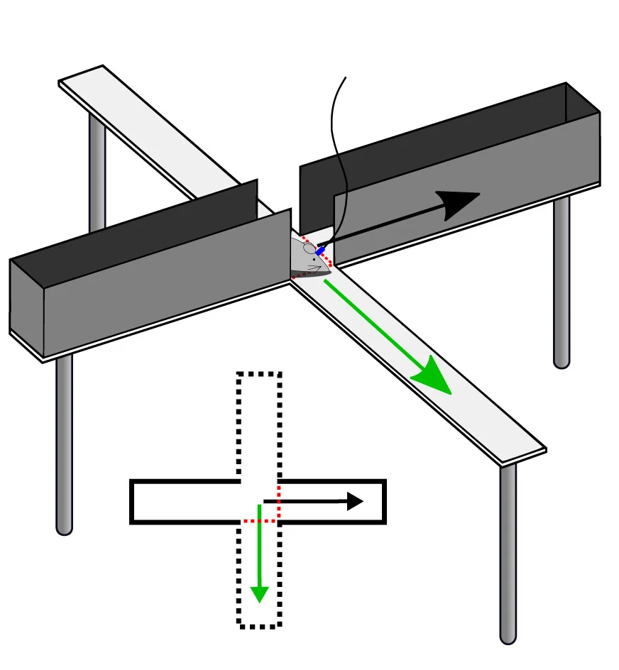 Open access visualization of Workflow, Illustration, LFP Signals, EPM, Open Arm