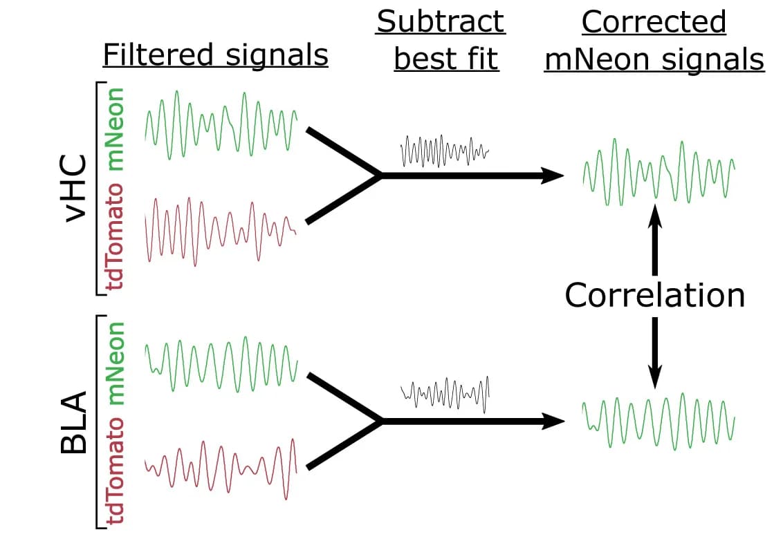 Open access visualization of Line Plot, Workflow, TEMPO, Signal Cleaning, Signal Analysis