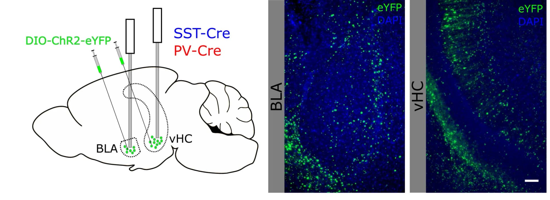 Open access visualization of Microscopy, Illustration, Experimental Design, Optic Fiber Implants, BLA