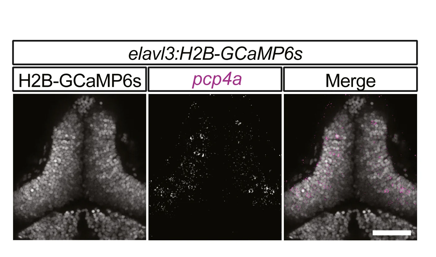 Open access visualization of Microscopy, Confocal Images, Tectum, Neurons, mRNA localization