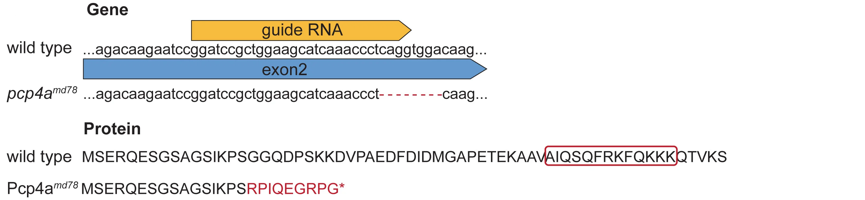 Open access visualization of Illustration, CRISPR-Cas9, Gene Mutation, Protein Sequence, Calmodulin-Interacting Domain