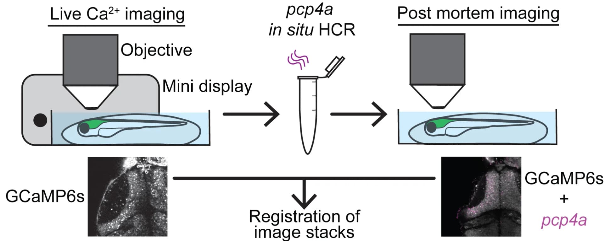 Open access visualization of Workflow, Microscopy, Neurons, Calcium Imaging
