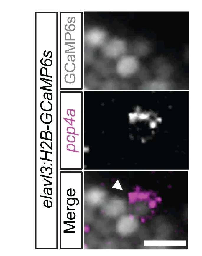 Open access visualization of Microscopy, Confocal Images, mRNA, Calcium Imaging, Zebrafish Larva