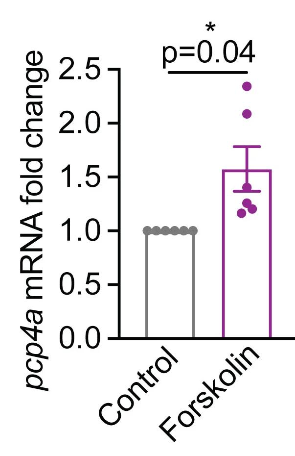 Open access visualization of Bar Plot, Error Bars, Scatter Plot, Bar Graph, mRNA