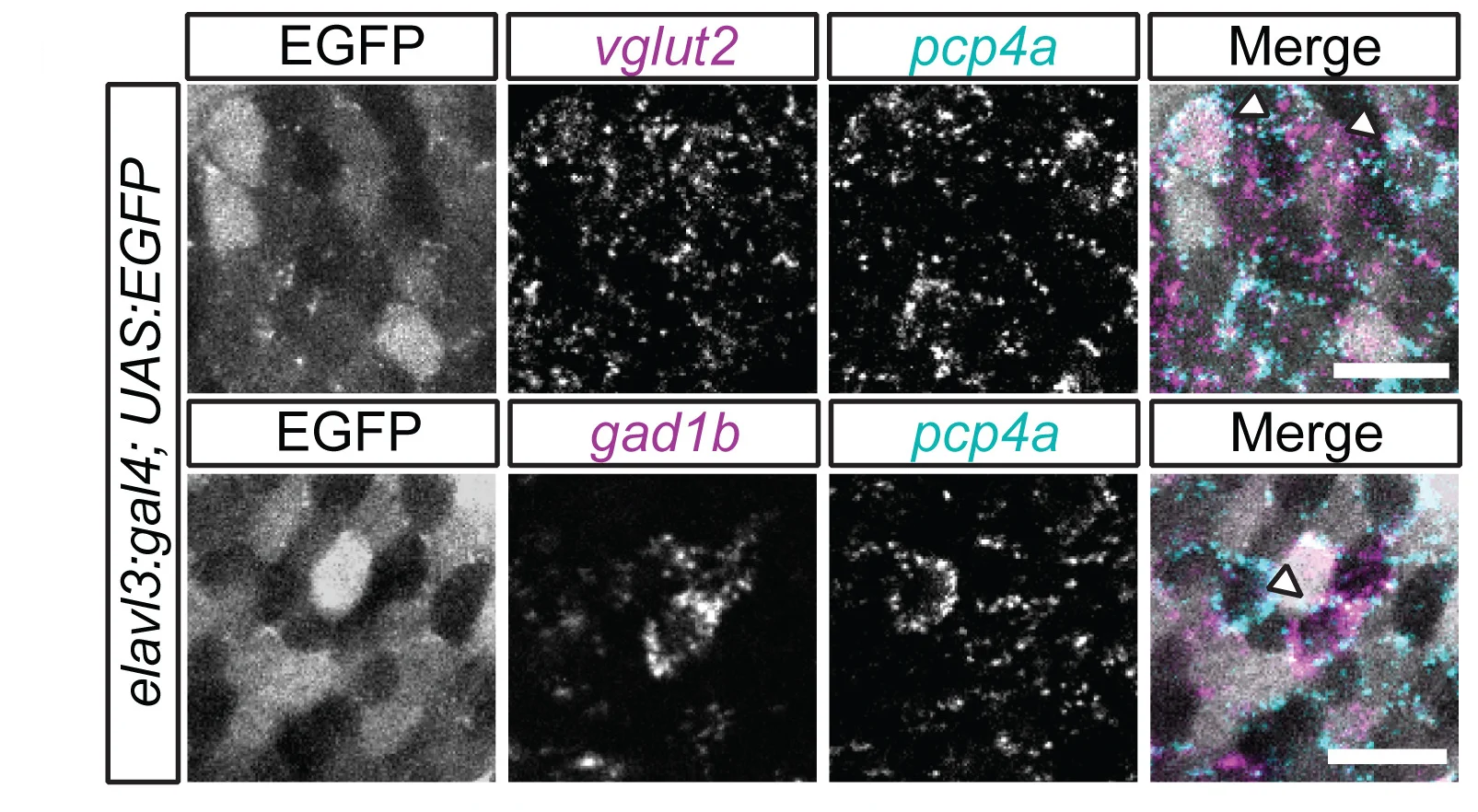 Open access visualization of Microscopy, Confocal Images, Localization, mRNA, Tectal PVNs