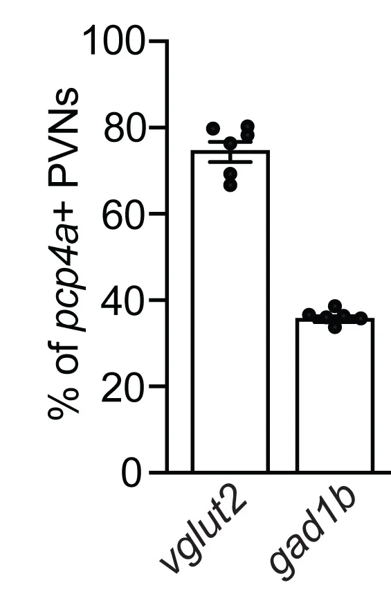 Open access visualization of Bar Plot, Scatter Plot, Bar Graph, Glutamatergic, GABAergic