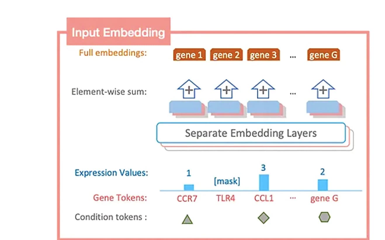 Open access visualization of Workflow, Bar Plot, Input Embeddings, Gene Tokens, Expression Values