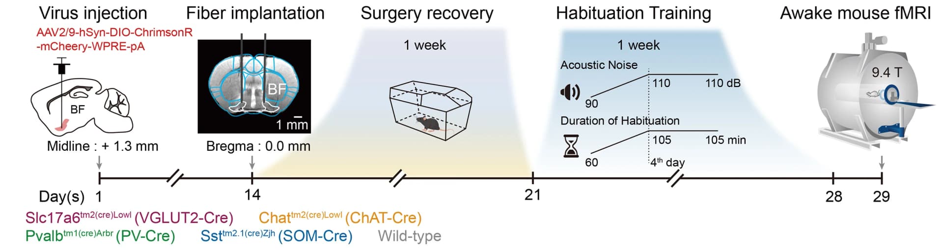 Open access visualization of Workflow, Illustration, Opto-fMRI, Experimental Timeline
