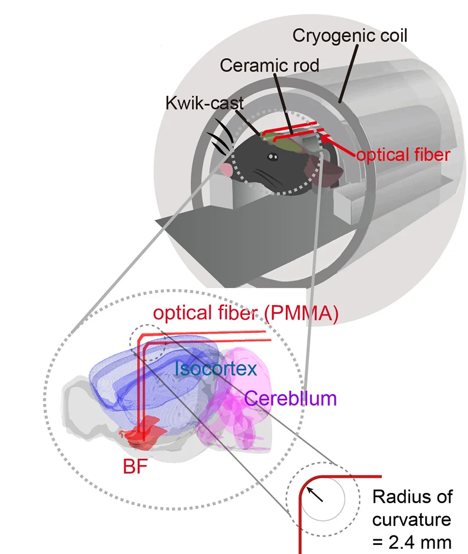 Open access visualization of Illustration, PMMA Fiber, Optogenetic Light Delivery, Cryogenic Coil, Basal Forebrain